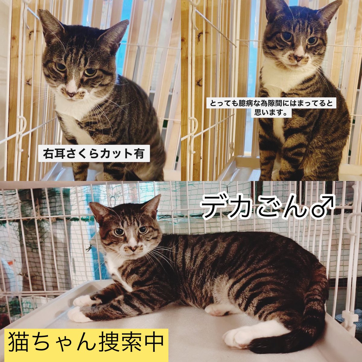 wasizu7masahiko's tweet photo. 🔶#拡散希望🔶
よろしくお願いします😺🙏#迷子猫
✳️名前『デカごん😼くん』
⭕️#キジトラ
⭕️オス♂🎏
⭕️右耳サクラカット
⭕️鼻の頭⇒白色
前首～胸毛⇒白色
白靴下柄◎
髭柄🥸
⭕️臆病😳
⭕️#千葉県船橋市高根台1丁目 付近から迷子😢
⭕️令和4年6月5日以降行方不明😭
#どんな些細な情報でもお願いします🙏 https://t.co/DTN3FL0KMN