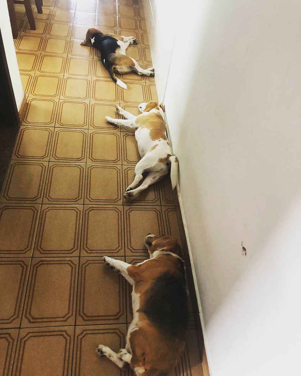 Lucy A Beagle tweet media