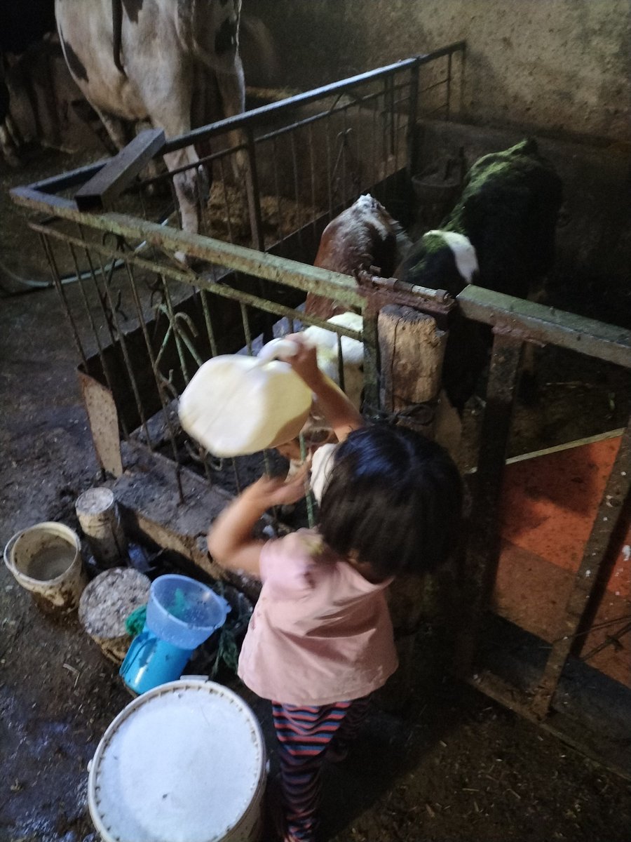 #kızcocugu Kız çocuğu diye büyük bir şeref var. Ya rab bu şerefi herkese nasip eyle. 
Kendi minikligine bakmadan yavru buzagilari doyuruyor