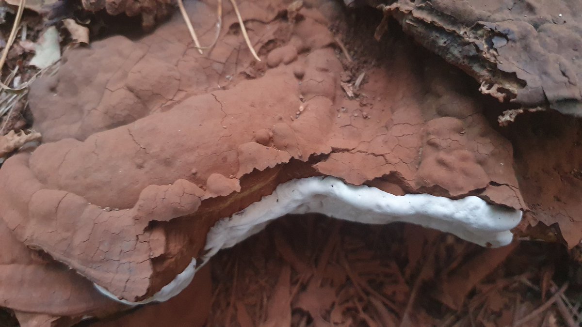 JustinLTimmer's tweet photo. Quiz: is this a) A delicious coconut, creamy dark chocolate and chocolate powder ice cream  (decorated with cinnamon vanilla sticks and other garnish) dessert, or b) A mushroom? https://t.co/yJrs5U3ZPW
