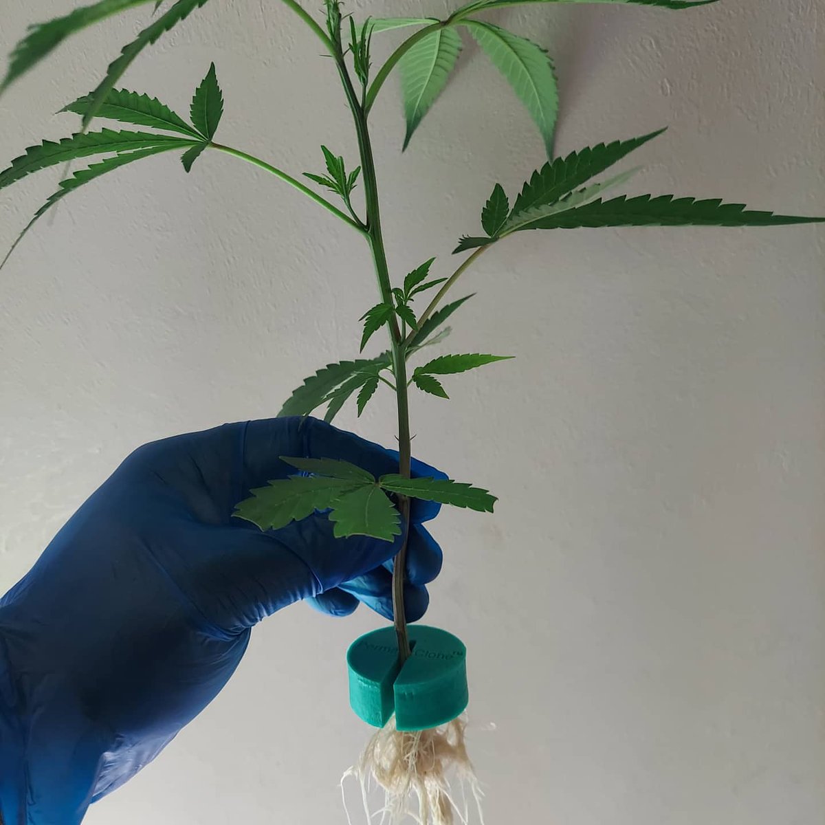 PermaClone's tweet photo. "Clones actin grown!  ..Pop 'em out, sanitize cloner, boil your collars from @permaclone, refill, repeat! 
#clones #cloning #health #vigor #permaclone  #cannabis #high #clean #sanitize #notalkgarden " By @nikonotalk (IG) https://t.co/jA6whD1yBe