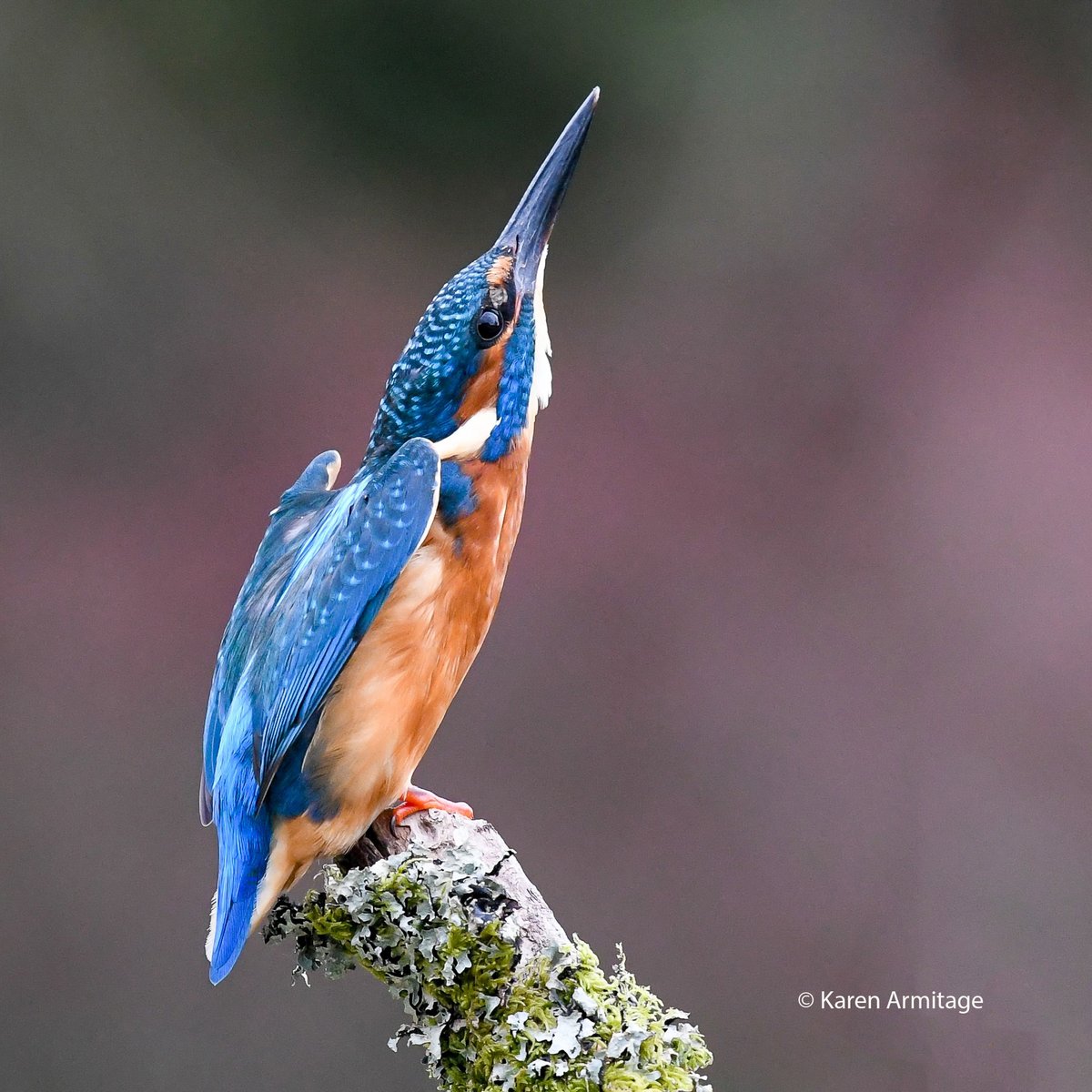 This beautiful male kingfisher looks like he has angel wings
#NaturePhotography 
#birds