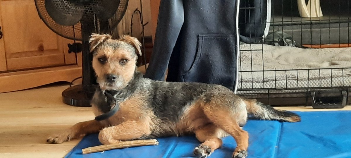 The Budster #buddy #patterdaleterrier <a href="/PatTerriers/">Patterdale Terriers</a> <a href="/LincolnTerriers/">Lincoln_Patterdale_Terriers</a> <a href="/GraemeDogfather/">Graeme Hall</a>