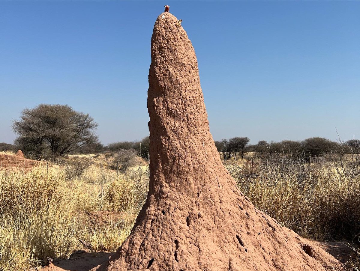 alvaudan's tweet photo. Après des sueurs froides en avion, la découverte de la Namibie peut commencer. Les premiers km de piste, les premières rencontres insolites 🦒🦩… idéal pour déconnecter #Timon_and_Pumbaa #backtotheroots https://t.co/bEjTGVNu5j