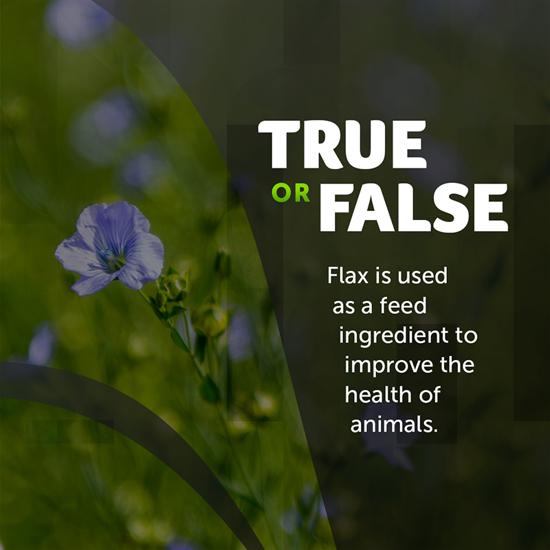 Put your flax knowledge to the test, check out the thread for the answer! #CdnAg #TrueOrFalse