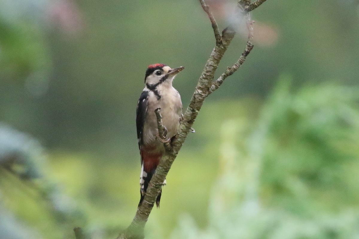 JamesyMurphy's tweet photo. Juvenile Great Spotted Woodpecker in my garden early this morning https://t.co/KW1lyTlCsz