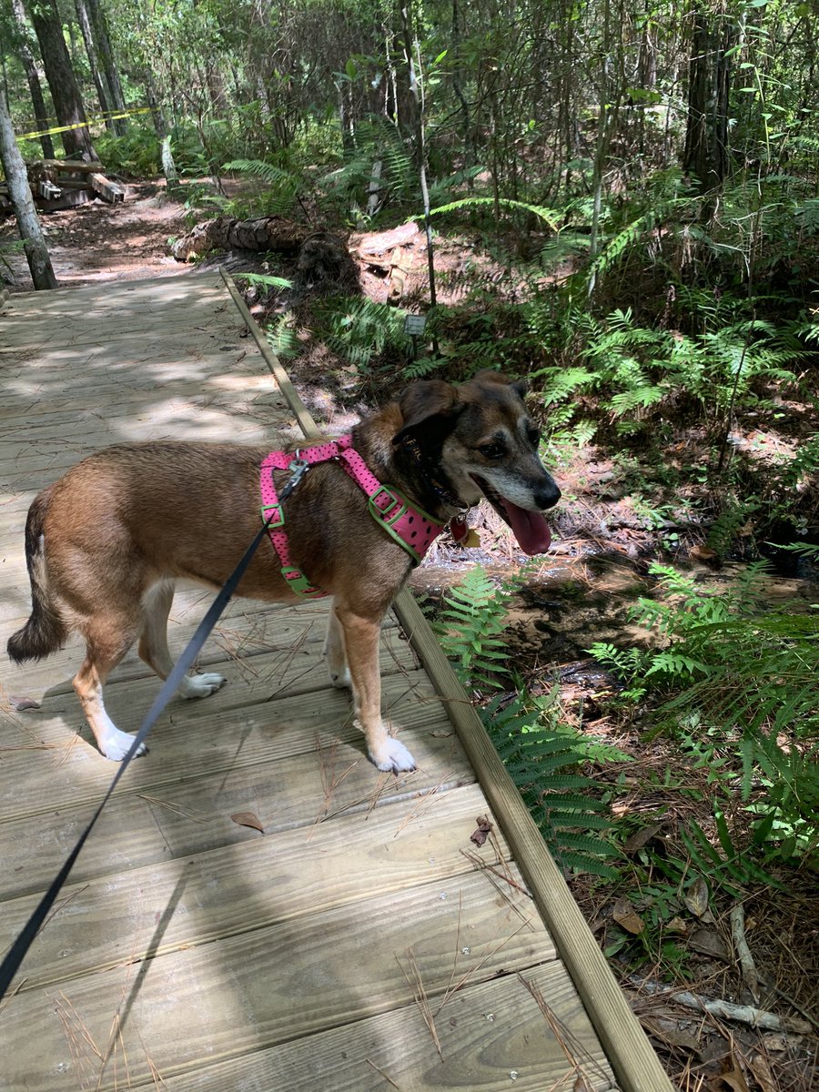 GoodgirlGalilea's tweet photo. Hi everyone I’m Galilea I’m new at this, just want to say hi every once in a while and show everyone that #RescueDogs are awesome and can add so much joy and meaning to peoples lives this is me and my best friend/human hiking in Jacksonville,Fl this weekend! https://t.co/WxibNQn0Rm