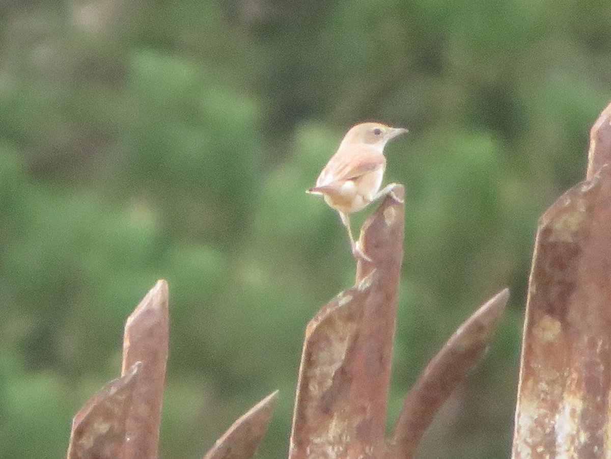 SICM_Photos's tweet photo. Whitethroat 21 Aug 2022 Sizewell #Whitethroat https://t.co/P1hRyojVnX