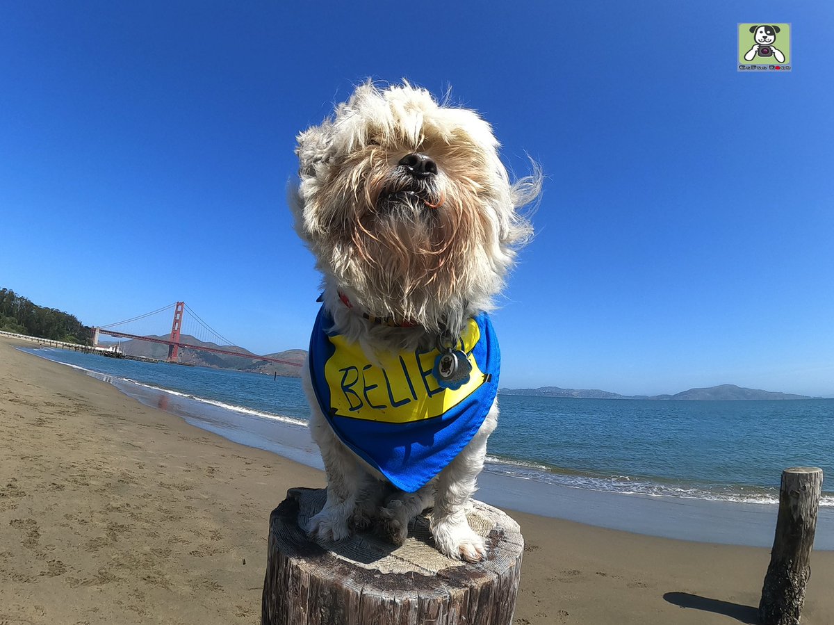 GoProCharlie1's tweet photo. GoPro Charlie sez me and momz sure love #tedlaaso #believe 🐶🦁🚀🌉🙌📸📸😎#GoProHero10 #GoPro #goprodogs #goprocharlie #dogcelebration #landofdogs #dogsoftwitter #superdog #liondog #SanFrancisco #goldengatebridge 🐶🦁🚀🌉🙌📸🙌😎 https://t.co/D5aFglLXck
