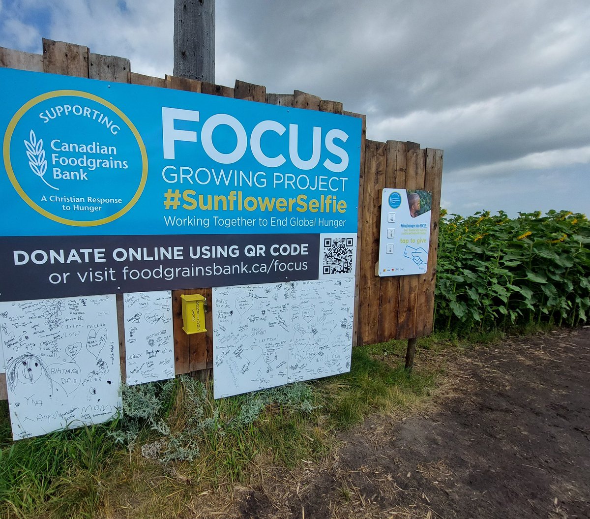 The sunflowers are blooming at the <a href="/Focusfields/">FOCUSfields</a> on Hwy#1 near MacGregor. Get your #sunflowerselfie and support <a href="/Foodgrains/">Canadian Foodgrains Bank</a> work to #endhunger.