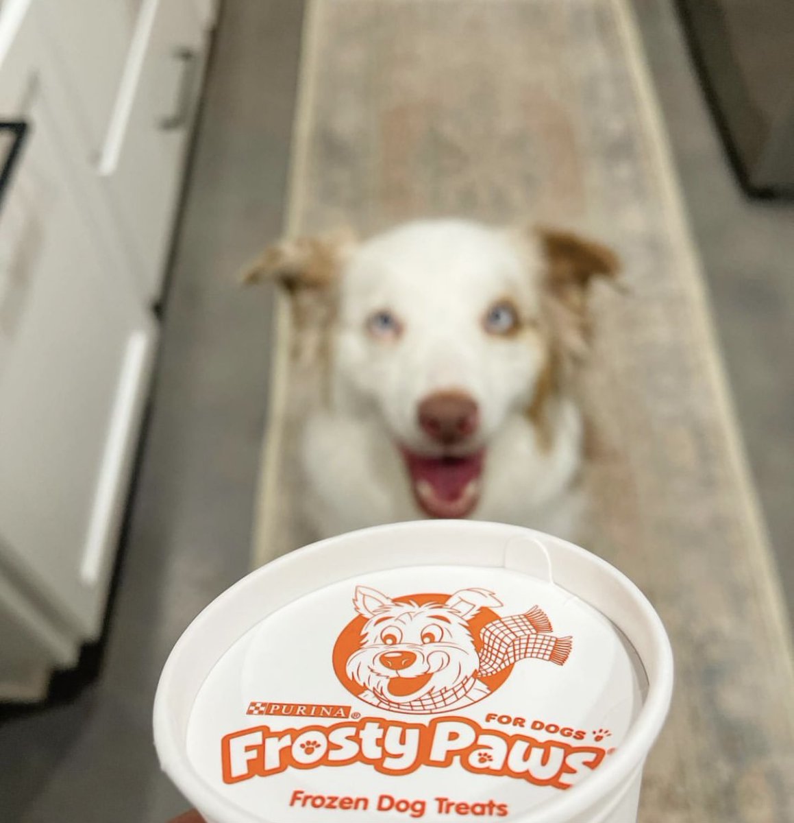 A look dedicated for Frosty Paws 💙 #WoofWednesday

📸: macchitheaussie (on Instagram)