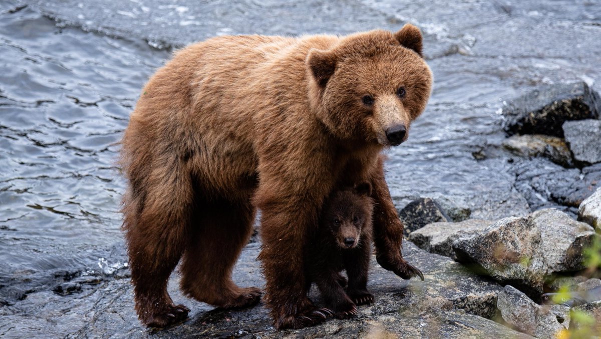 UnCruise's tweet photo. The mama bears and cubs are out in Alaska 🐻
#UnCruise #BreakUpWithBoring #TravelAlaska #Bear #Bears https://t.co/nNzbrndhXT