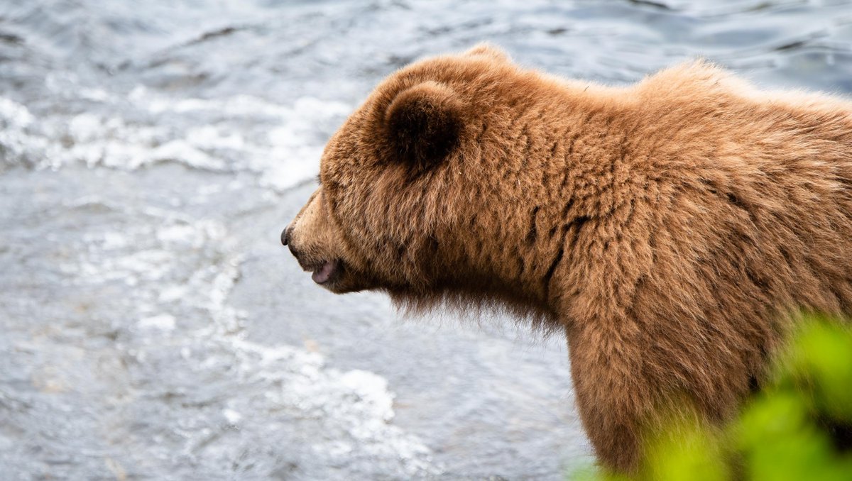 UnCruise's tweet photo. The mama bears and cubs are out in Alaska 🐻
#UnCruise #BreakUpWithBoring #TravelAlaska #Bear #Bears https://t.co/nNzbrndhXT
