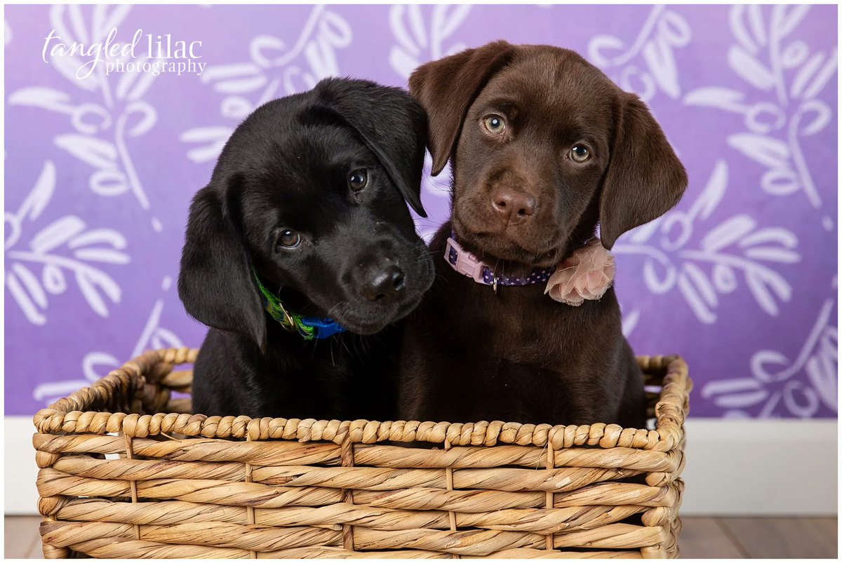 Tangled_Lilac's tweet photo. It's #WhiskerWednesday and I think we all need a little dose of sweetness to get us to the weekend.  How how about some Labrador puppies in a basket? I know!  My heart just grew two sizes.   

#PetPhotographer #LabradorRetriever #LabradorPuppies #OhMyHeart https://t.co/T1z0vYSKdl