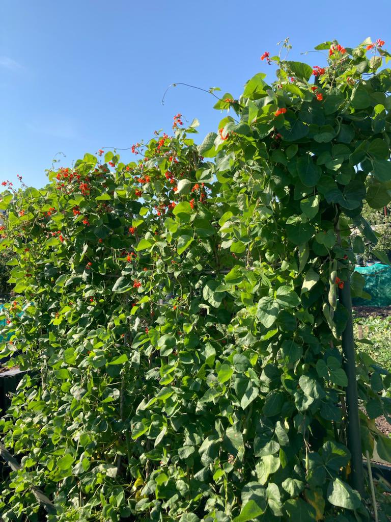 ARDAllotments's tweet image. Blue skies and beans! A perfect allotment combination? 🫘☀️#allotments #allotmentlife #growyourown #allotmentlove #growyourownfood #growfoodforfree #allotmentuk #allotmentgarden