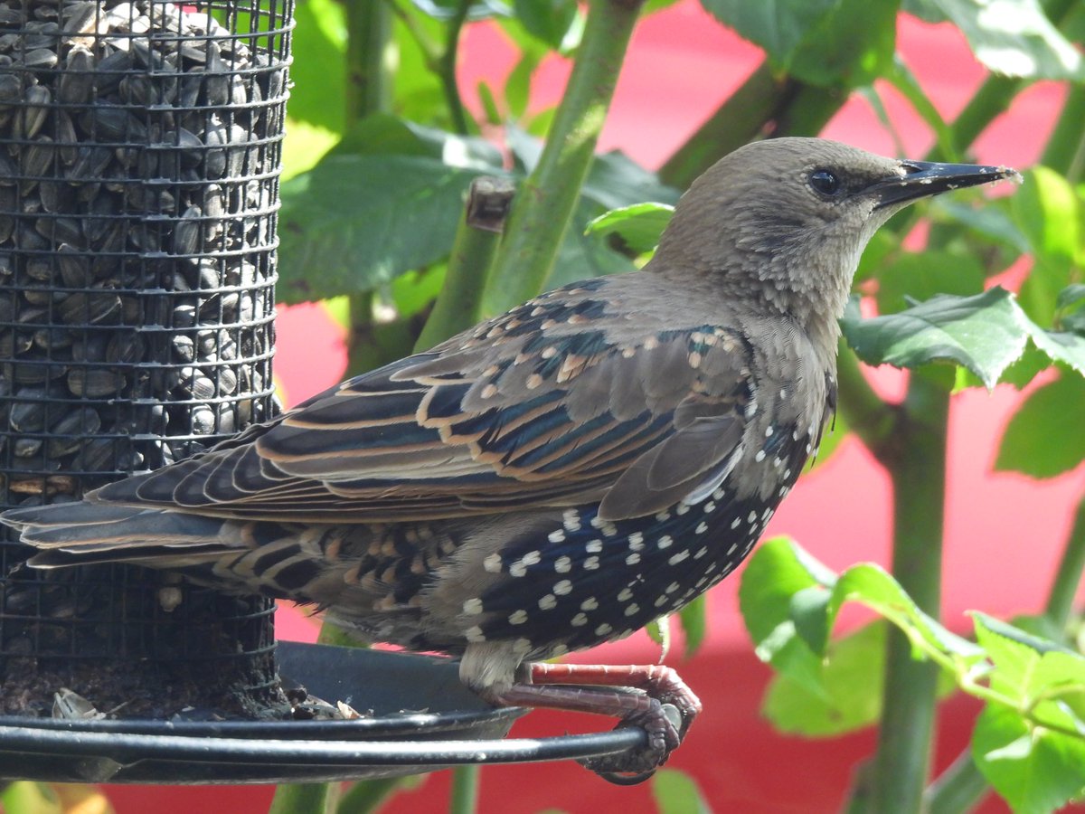 jparrylrc's tweet image. What a beautiful juvenile starling! Came to the bird feeder earlier.
@Derbyshirebirds @Natures_Voice  #Derbyshire @chiffchaff_app