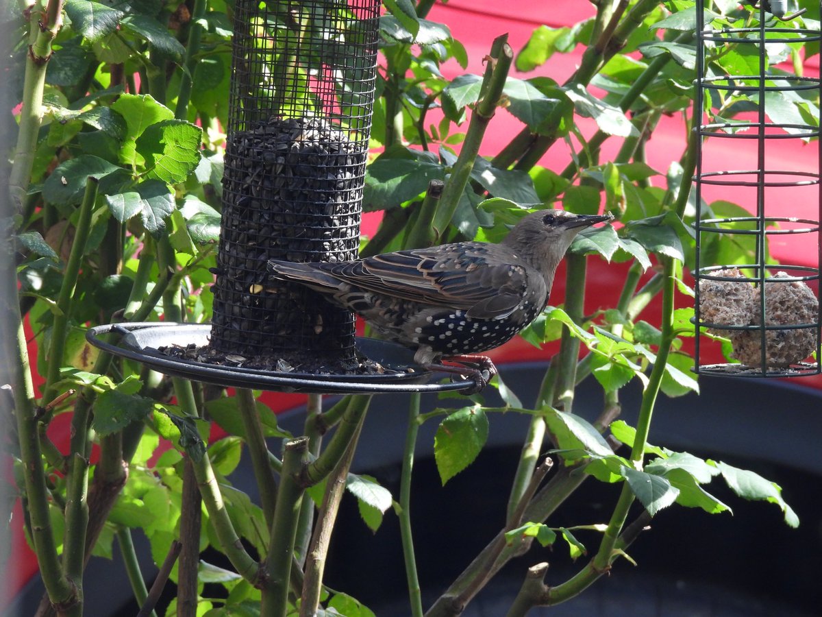 jparrylrc's tweet image. What a beautiful juvenile starling! Came to the bird feeder earlier.
@Derbyshirebirds @Natures_Voice  #Derbyshire @chiffchaff_app