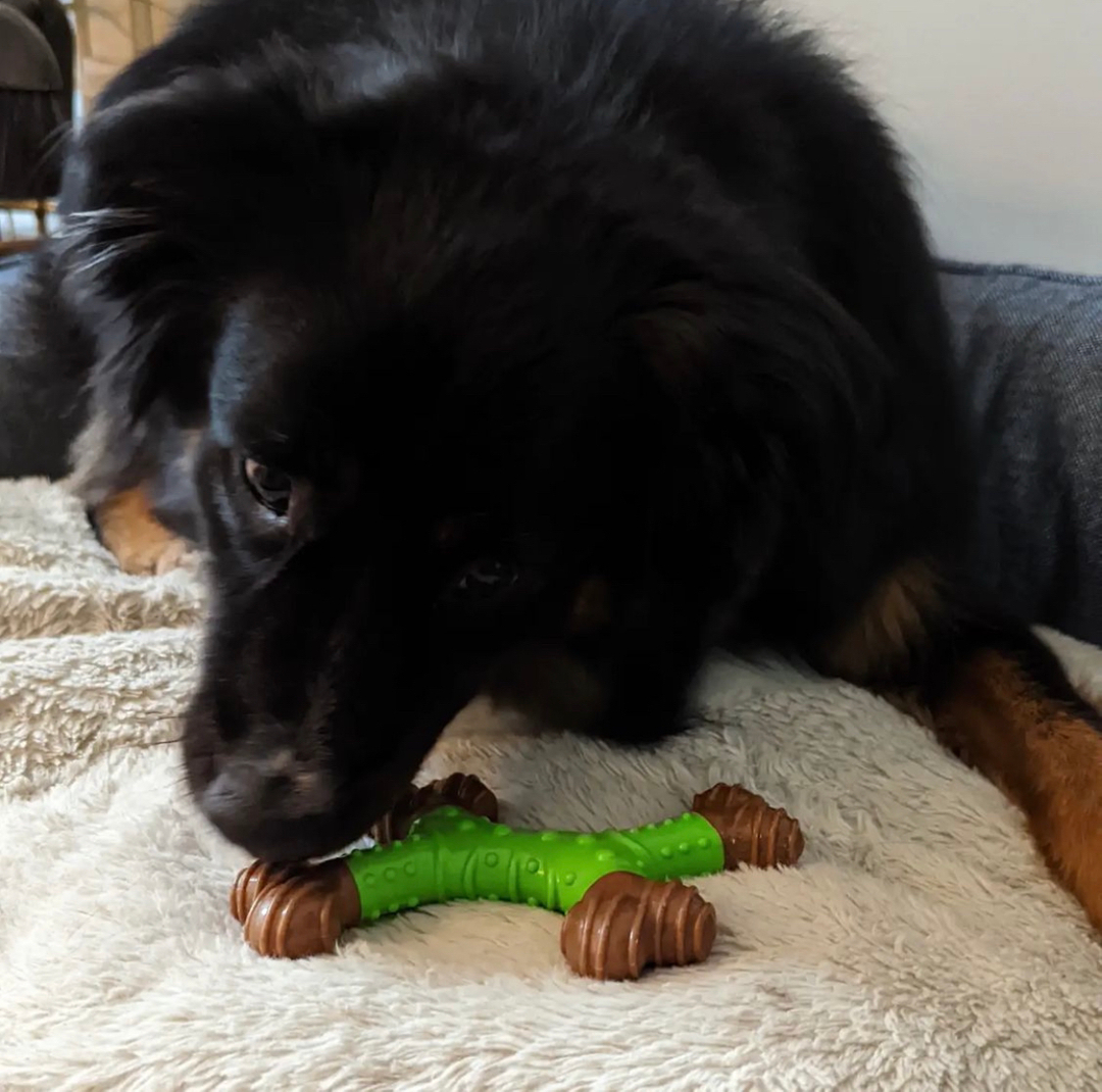 pureearthpets's tweet photo. Our PEP Pack Pup @sir.winston923 with his bamboo bone from last months PEP Box!! 

Bamboo is a sustainable produce due to it being an incredibly renewable and versatile crop. Although it's tough like wood, it's actually a type of grass and some species can grow by over a metre a https://t.co/DTj0eEeO6F