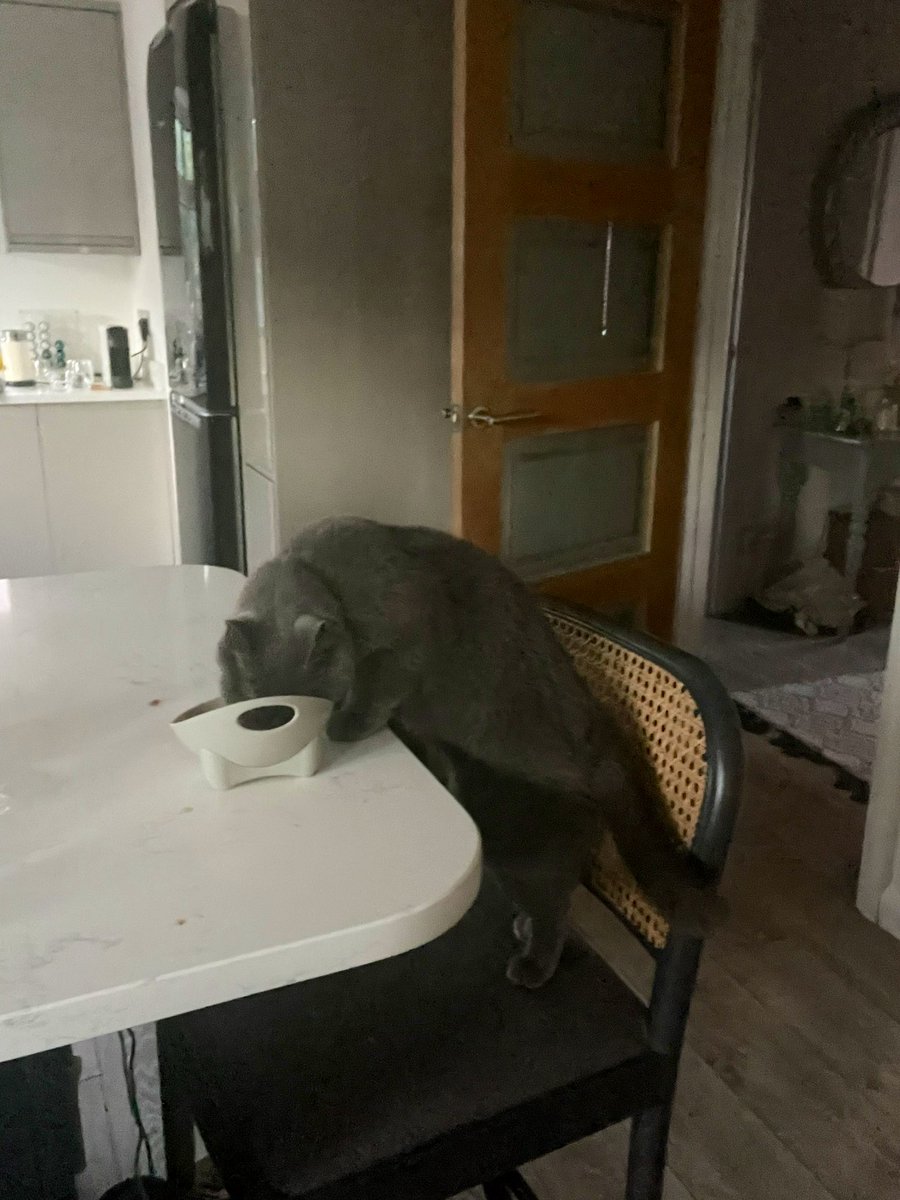 daisybkr's tweet photo. the way we’ve trained our adopted cat to eat at the breakfast bar really is something else https://t.co/ew89AT3W4f