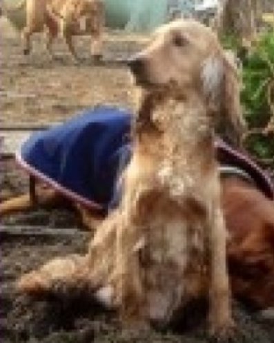 bs2510's tweet photo. MILLIE #SpanielHour

Female #CockerSpaniel Adult Golden

#Missing 23 Jan 2017 #Ridley
between #Culverstone #Meopham new #Ashgreen #Kent TN15
Missing from Home Property Borders #Gravessham &amp; #Sevenoaks

https://t.co/1UpcKSx0mu https://t.co/IvLMHylAiW