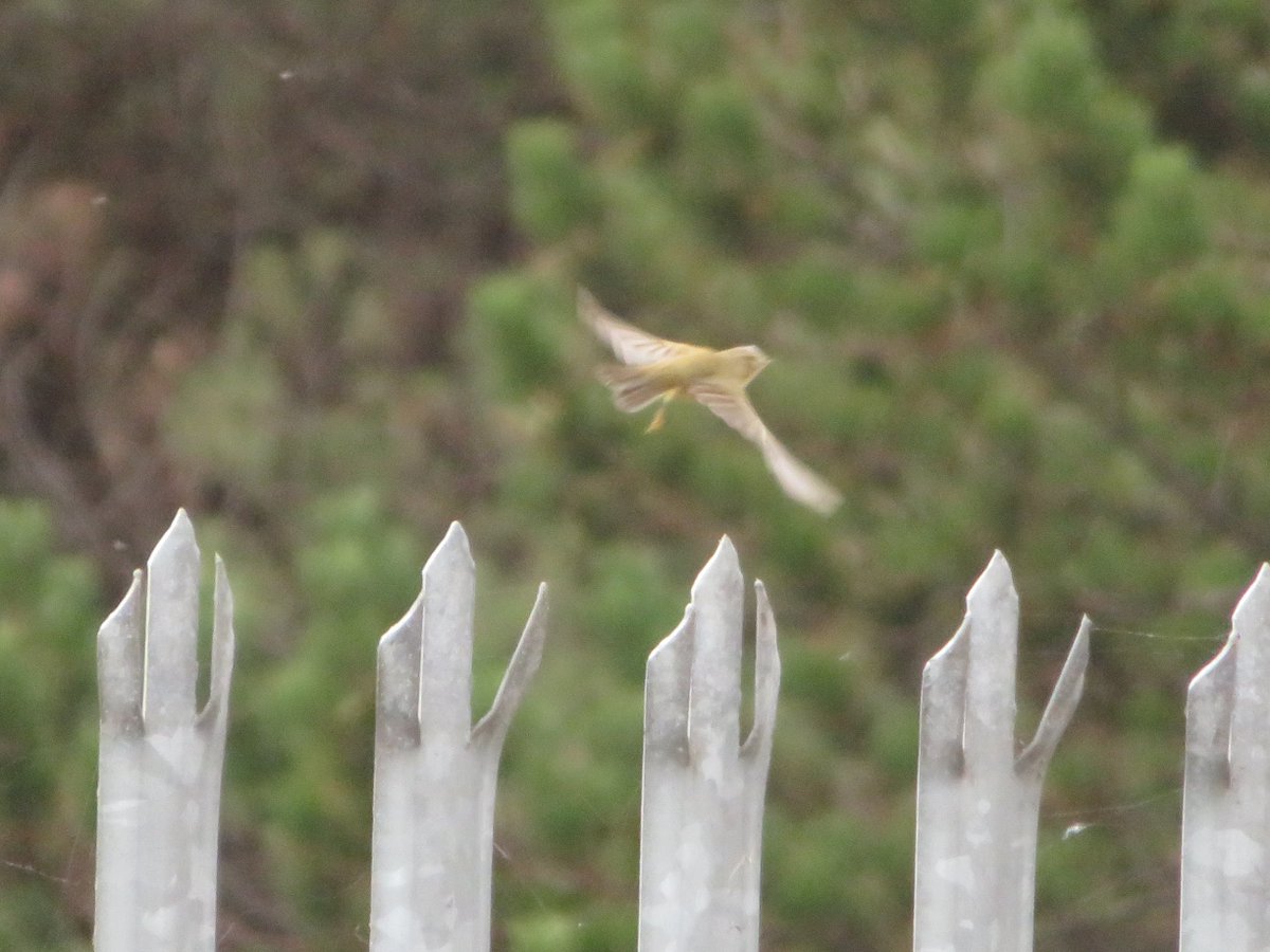 SICM_Photos's tweet photo. Chiffchaff 21 Aug 2022 Sizewell #Chiffchaff https://t.co/PpBMcOJAC7