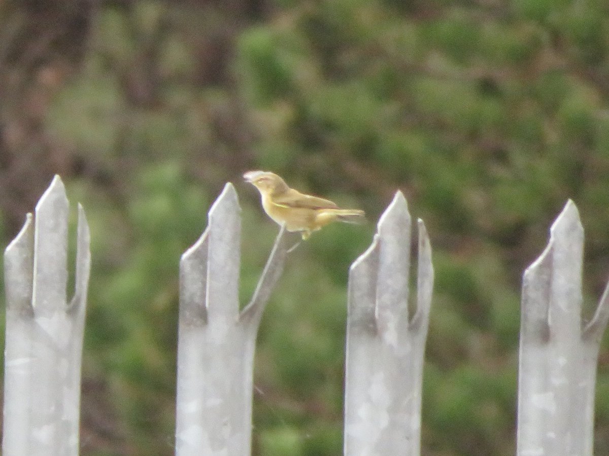 SICM_Photos's tweet photo. Chiffchaff 21 Aug 2022 Sizewell #Chiffchaff https://t.co/PpBMcOJAC7