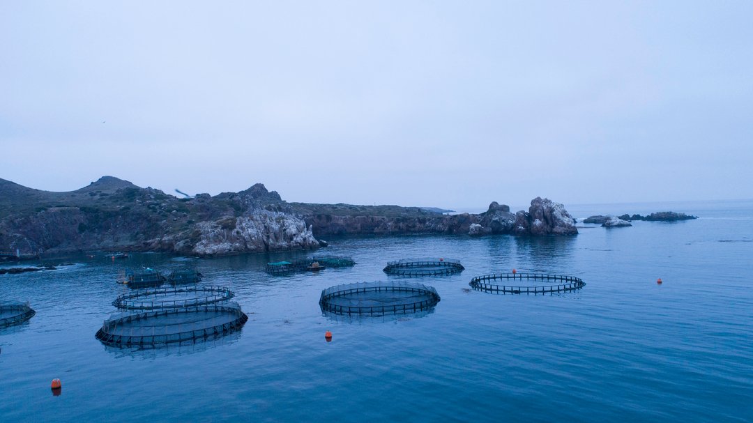 Don’t forget to get your daily dose of vitamin C. 🌊