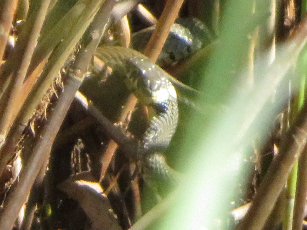 SICM_Photos's tweet photo. Grass Snake 24 Aug 2022 Dunwich Heath #GrassSnake https://t.co/SVcBWmLNTh
