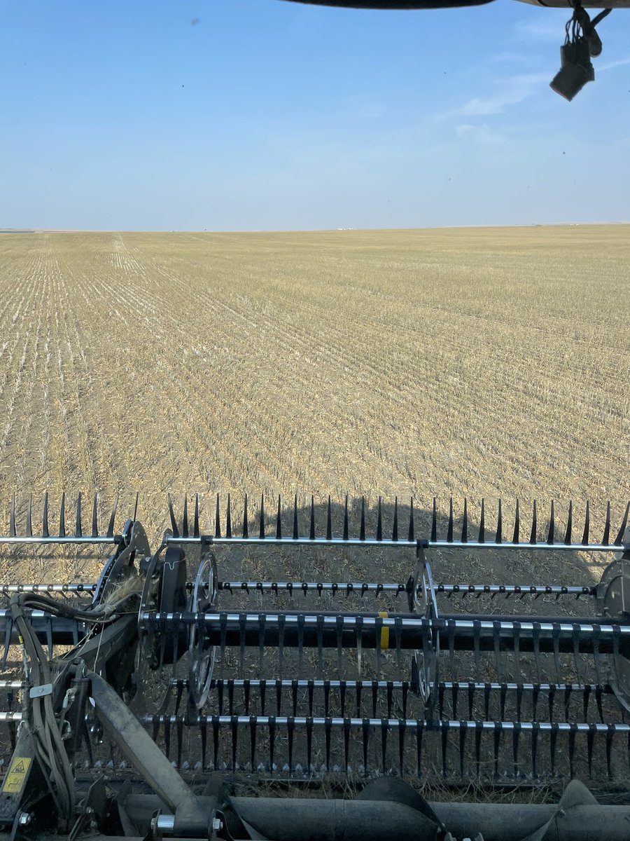 I used to think I was good at this but my standing canola would suggest otherwise.