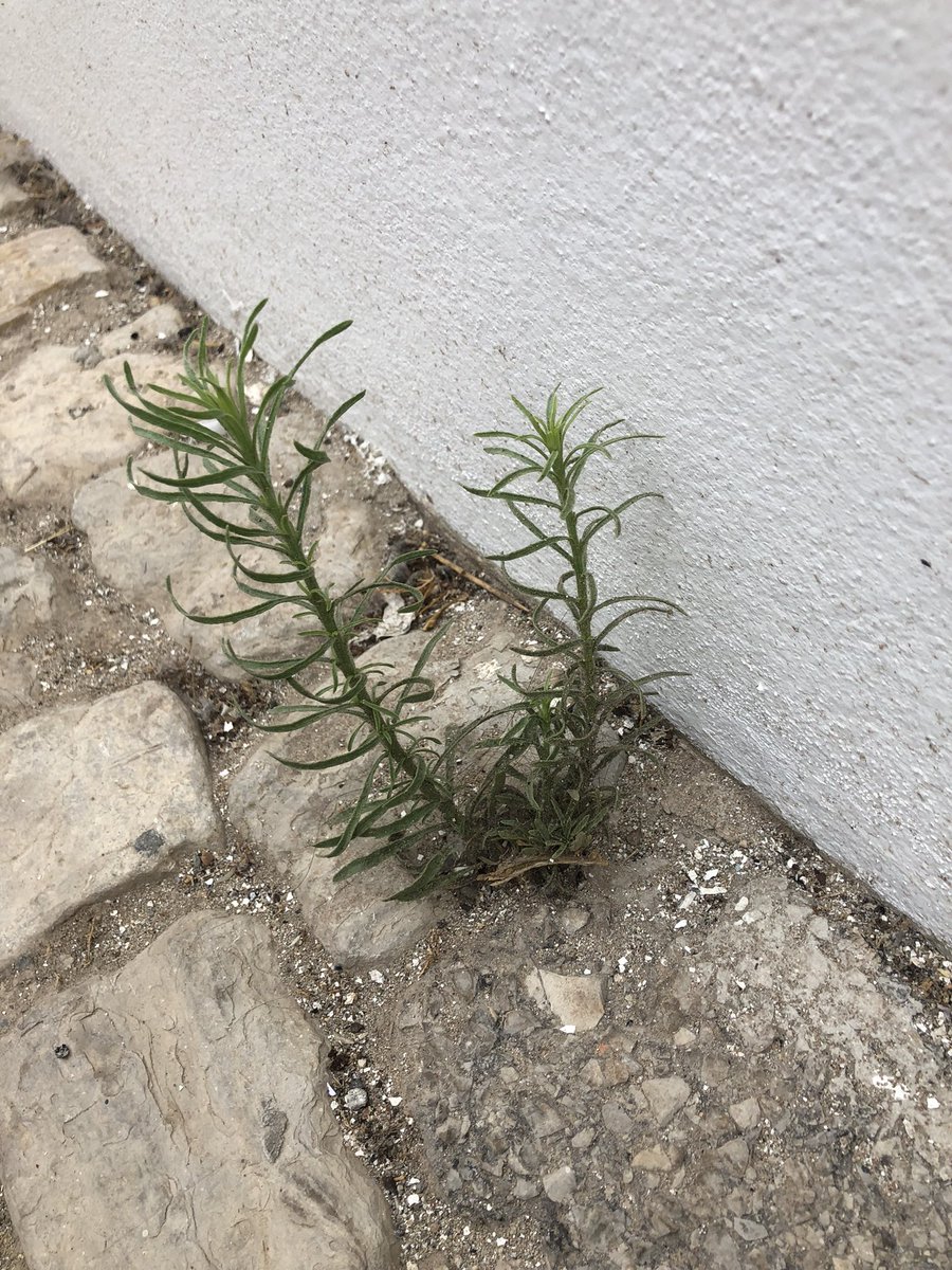 Cootalott's tweet photo. Weed tour of Portugal. Not! https://t.co/i6DmVGSVUc