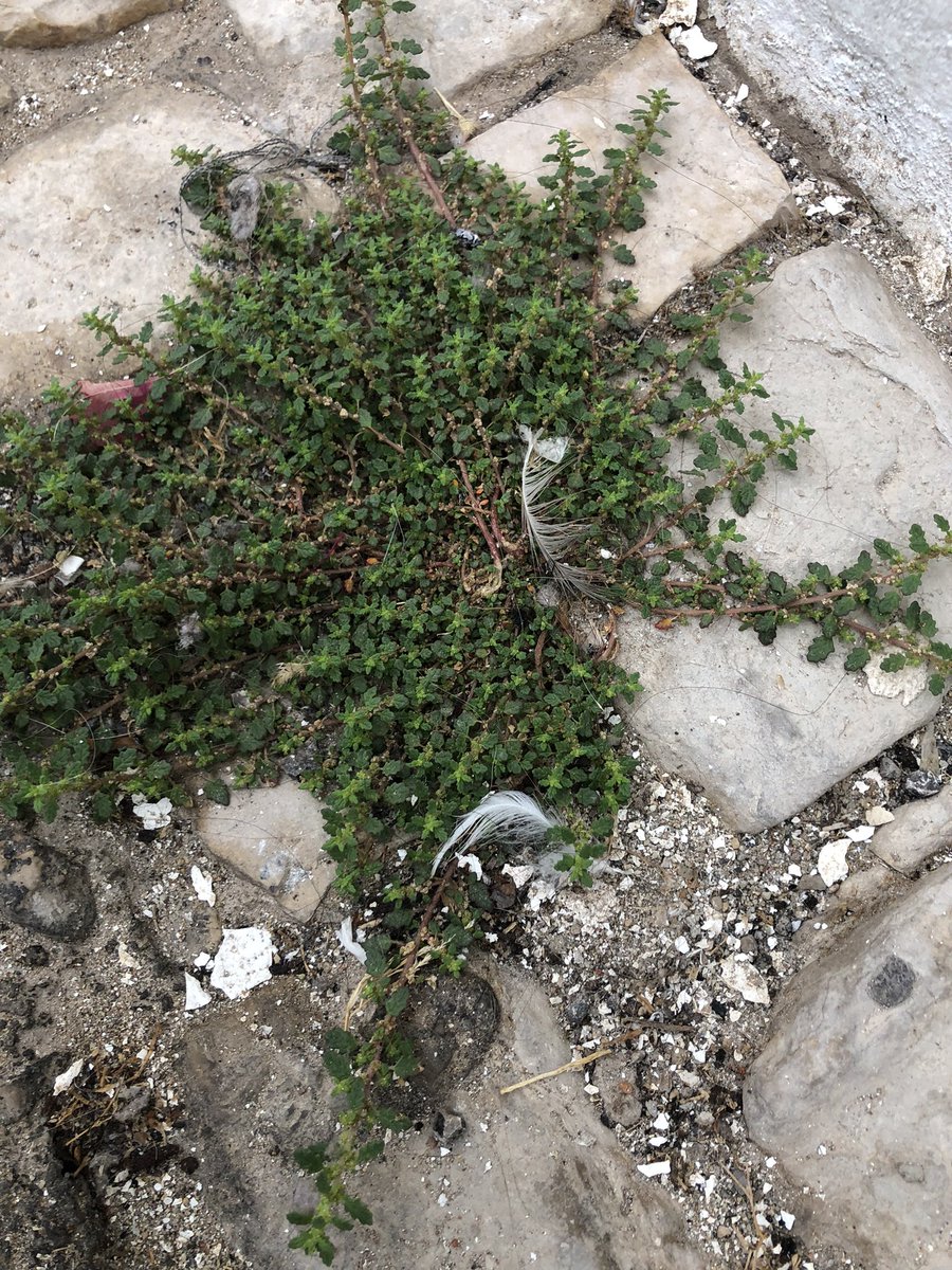 Cootalott's tweet photo. Weed tour of Portugal. Not! https://t.co/i6DmVGSVUc