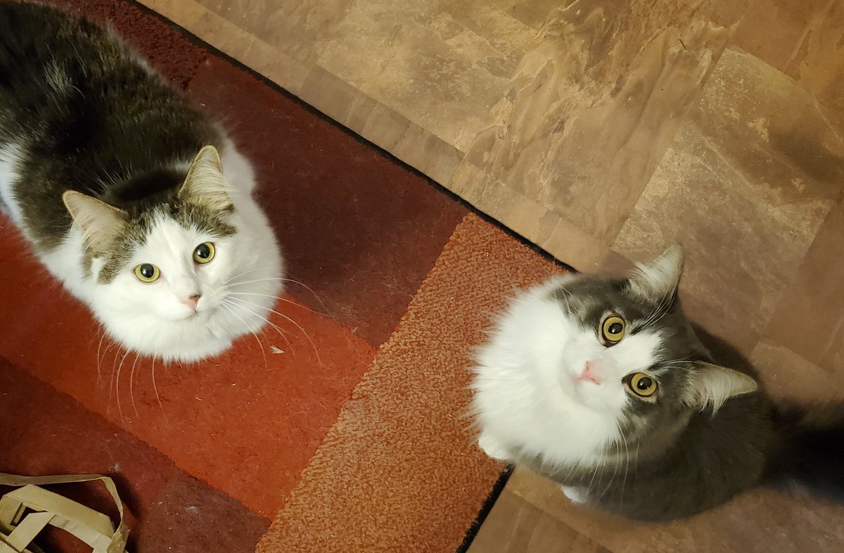 CatMomSays's tweet photo. Today is our 3rd birthday! We aren't sure what that means, but Mom seems excited, and the treats were PAWESOME! #CatMom #CatMomSays #CatBirthday #KittyBirthday #StillMyKittens #FlawlessNotClawless #FloofForDays #CatsOfTwitter #CatsOnTwitter #Cats #Cat https://t.co/HoT460XAwZ