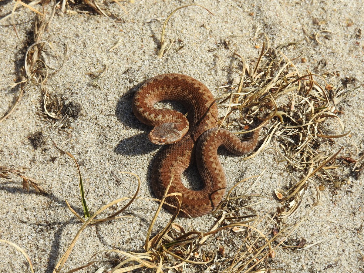 SICM_Photos's tweet photo. Adder 24 Aug 2022 Sizewell #Adder https://t.co/MlvzWew98s