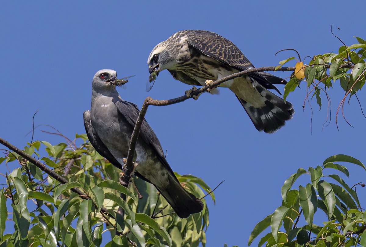 Overindulgence? Mississippi Kite parent pampering fledgling kid with cicada treats @ Anne Arundel county, Maryland, USA. (2022-08-20) #TwitterNatureCommunity #BBCWildlifePOTD #ThePhotoHour #IndiAves #mississippikite #raptors #parenting #NaturePhotography #birdphotography