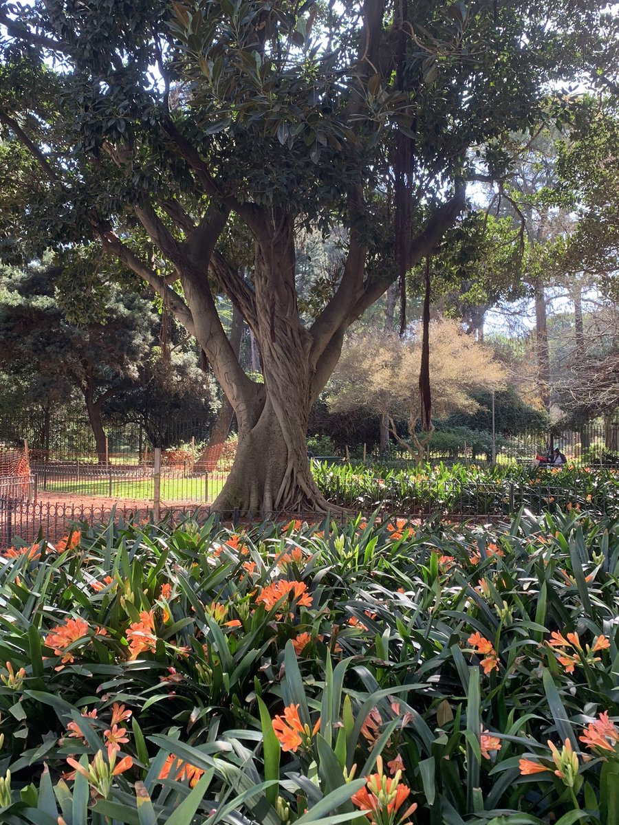 MartaMZ_pl's tweet photo. Plaża Intendente Casares and flowers! 

#flowers #plants #travel #BuenosAires #travel #travelblog #traveladdict #argentina https://t.co/MUnXUcX2wF