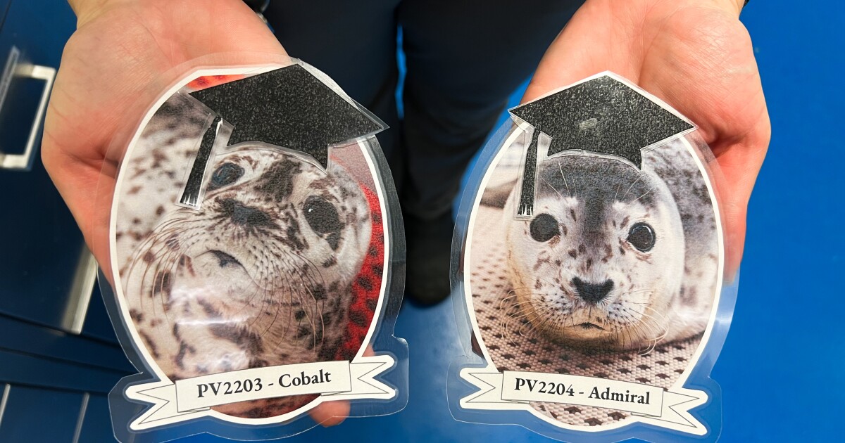 kbbiam890's tweet photo. Admiral and Cobalt, two rescued harbor seal pups, rested on the cement in an enclosure at the Alaska SeaLife Center in Seward on a recent rainy afternoon. Dead fish floated beside them in the water.

https://t.co/CKxUxjlipf https://t.co/YWw2CBva63