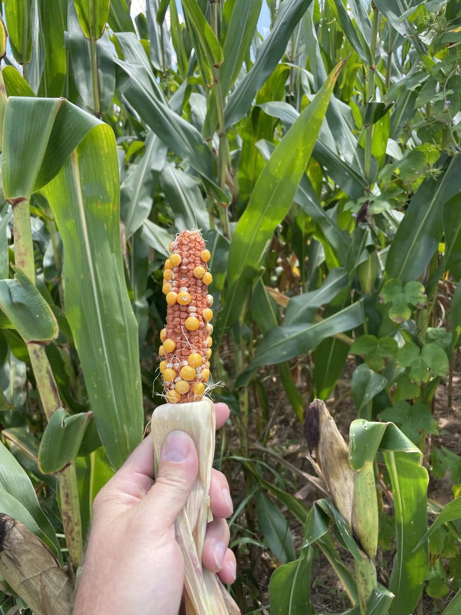KummerChris's tweet image. They say big grains make good yields.  That’s a trophy ear!