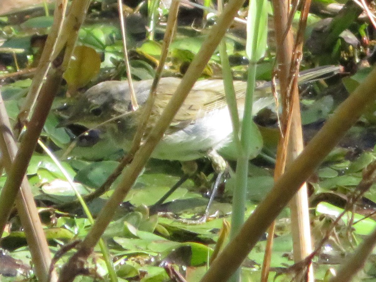 SICM_Photos's tweet photo. Chiffchaff 24 Aug 2022 Dunwich Heath #Chiffchaff https://t.co/o8SVBLpKYG