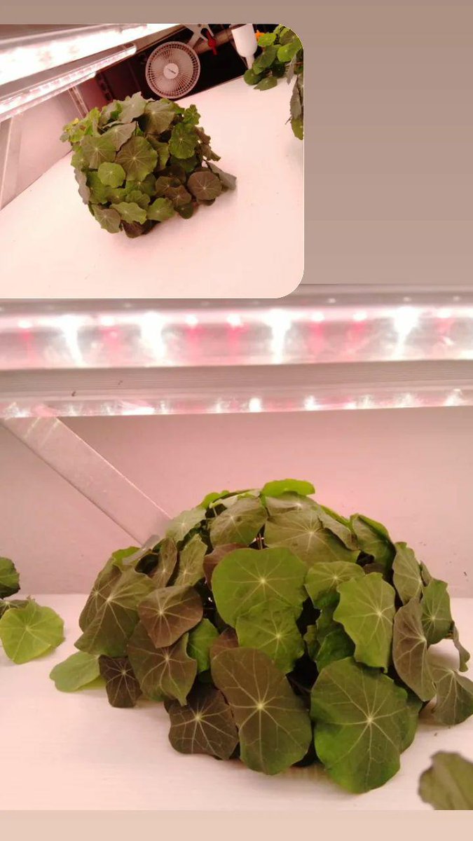 KarmaVerdeFresh's tweet photo. Haciendo pruebas en KVF Monterrey con #Nasturtium #Capuchina #vitaminac #monterrey #agriculturavertical https://t.co/YtxxjpmAo5