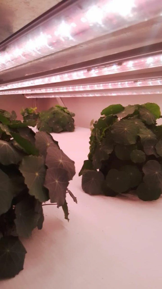 KarmaVerdeFresh's tweet photo. Haciendo pruebas en KVF Monterrey con #Nasturtium #Capuchina #vitaminac #monterrey #agriculturavertical https://t.co/YtxxjpmAo5