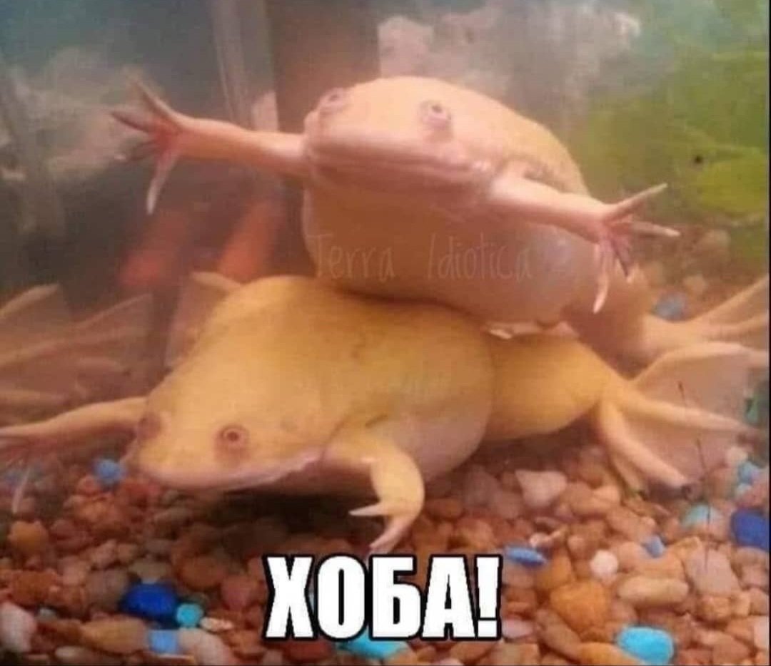 Аквариумные лягушки