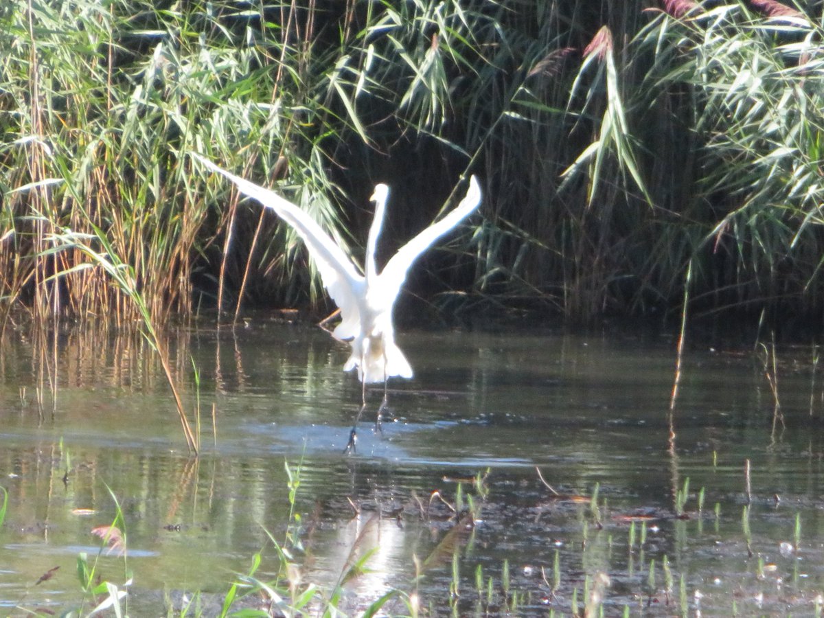 SICM_Photos's tweet photo. Great Egret 24 Aug 2022 Minsmere #GreatEgret https://t.co/dUKkrchae4