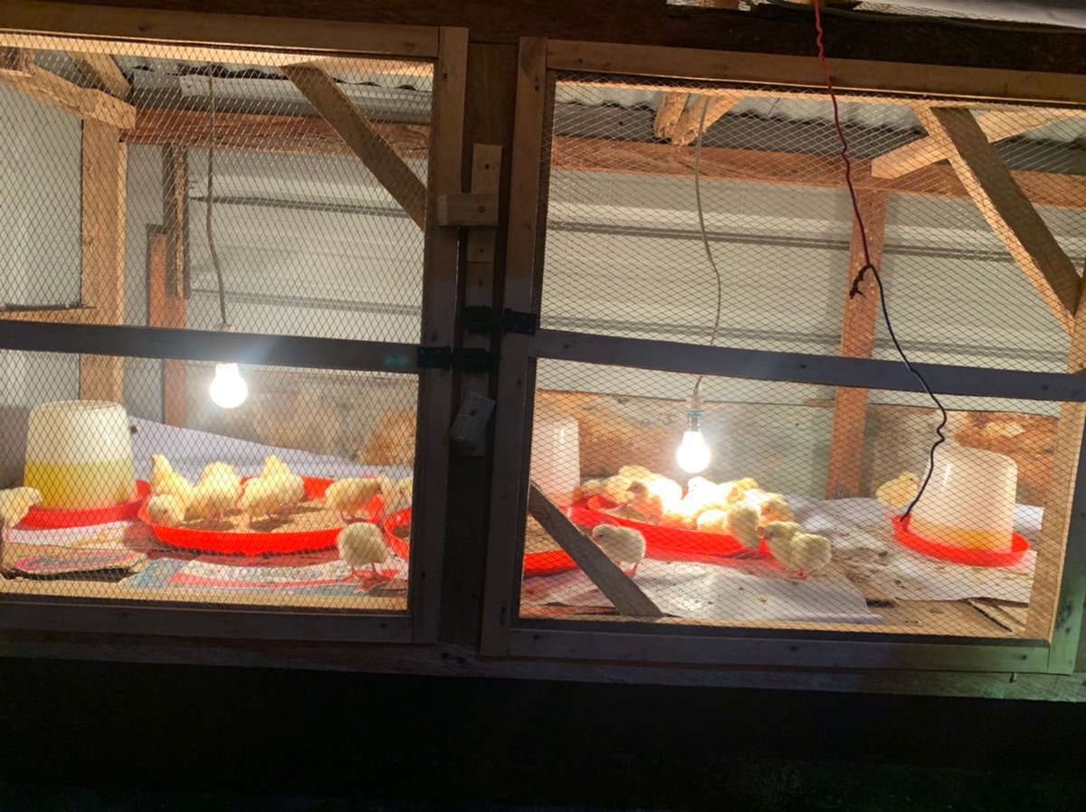 SurplusFeeds's tweet photo. How it started           vs    How's it going
Get fully vaccinated and well-fed chickens raised in a hygienic environment. 
Kindly help retweet to our customers on your timeline. https://t.co/8A1EXSDbhN