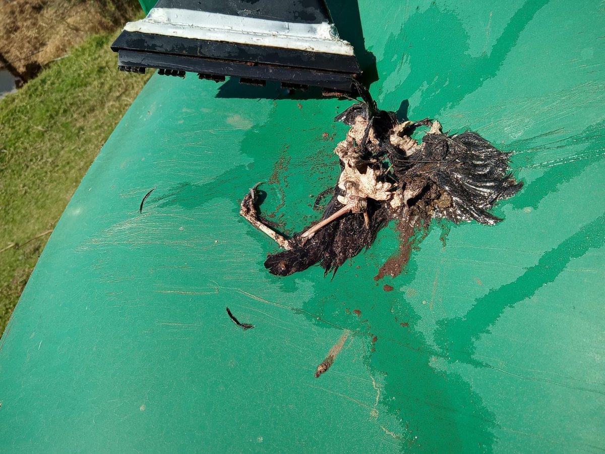 CleanTanks1's tweet photo. We find strange things in water tanks. Imagine using that water for domestic use? 
Do you know what’s inside yours? Let our people come and look at your water tank. There is a new way of cleaning it without draining all your precious water. #CleanTanks cleantankssa@gmail.com https://t.co/VzKsOujlE1