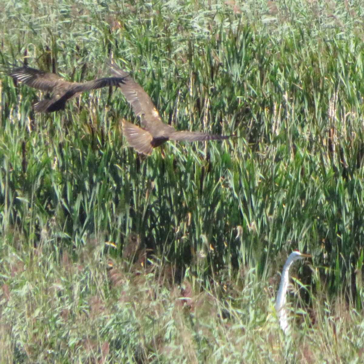 SICM_Photos's tweet photo. Marsh Harriers 24 Aug 2022 Minsmere #MarshHarrier
(and Great Egret) https://t.co/4yrcKpkf30