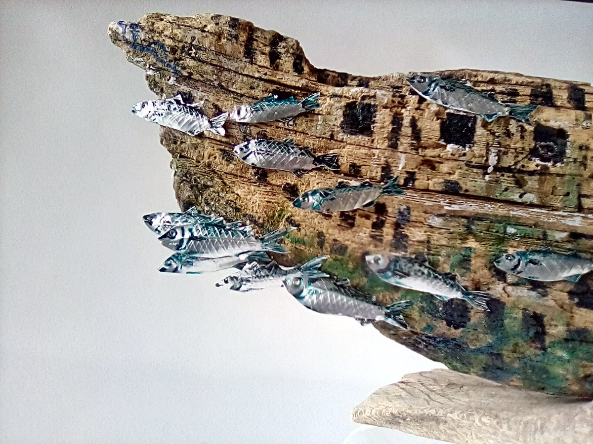 ColinMBaxter's tweet photo. A new #Driftwood &amp; #tinfish creation the #wreck . With grey mullet #fish swimming around and a #conger #eel ! Now in my #studio #Gallery @RCYard @moreGosport @OnlyBespokeUK  @AmzJS13 @stockotrader https://t.co/WWXMFpxK1N
