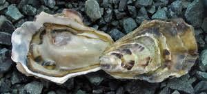 cedric_barberet's tweet image. Thursday August 25th 2022, Irish Point Oyster from Rustico Bay, PEI are our #OysterOfTheWeek! 
This Oyster has a Tender texture and a sweet brine with a smooth, mineral finish. 
#ShellfishLover #OysterHead #Sustainable 
Limited availability
#OysterLover #Fishmonger
#Shellfis