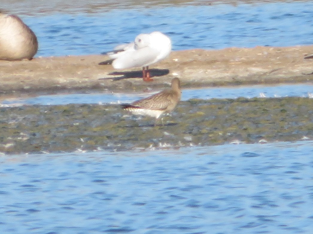 SICM_Photos's tweet photo. Bartailed Godwit 24 Aug 2022 Minsmere #BartailedGodwit https://t.co/2YVgq6fg1r