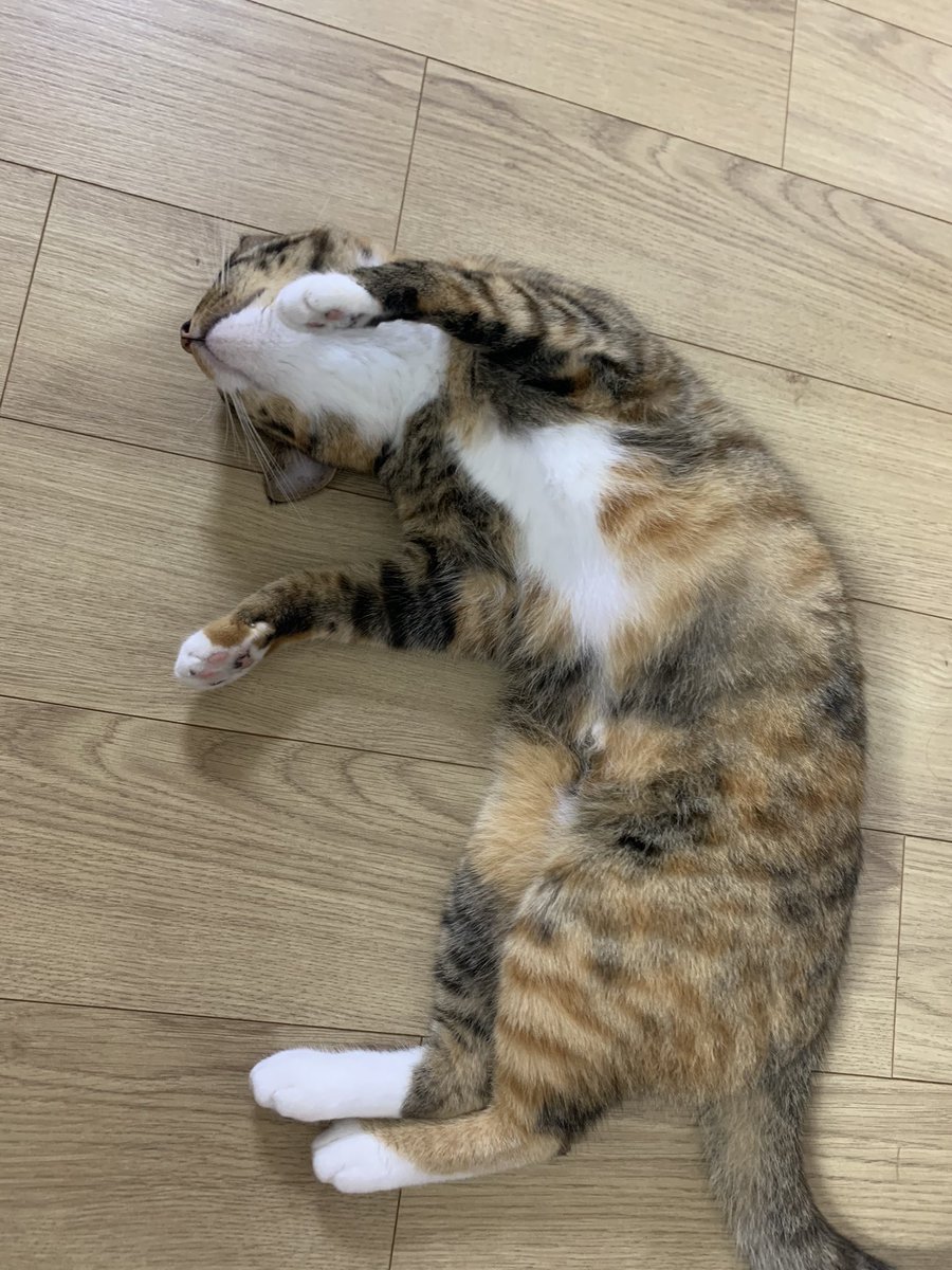 cat_serom's tweet photo. 언니만 보면 냅다 드러누움 https://t.co/iP87PEib9Z