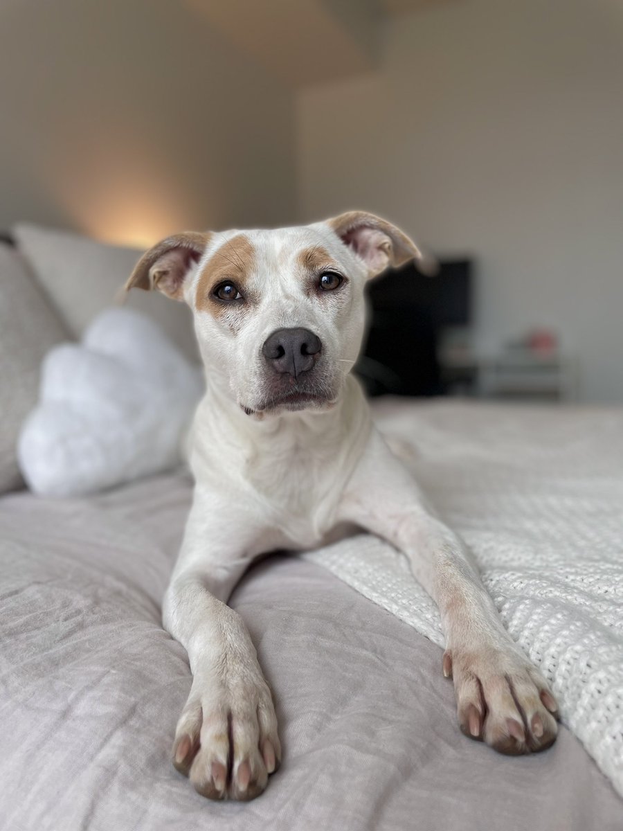 jillyyyyd's tweet photo. @CBC Mercury! My beautiful foster baby! https://t.co/JMa9Ypx5xG
